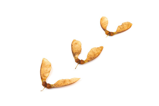 Ripe seeds of Amur maple, Acer ginnala, isolated on white background