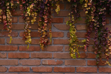 Brick wall with colorful autumn ivy leaves background 
