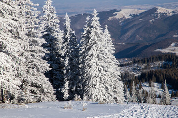 amazing winter landscape with snowy fir trees
