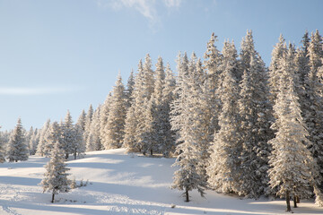 amazing winter landscape with snowy fir trees