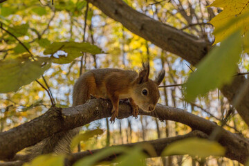 squirrel 