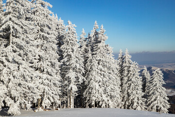 Obraz premium amazing winter landscape with snowy fir trees