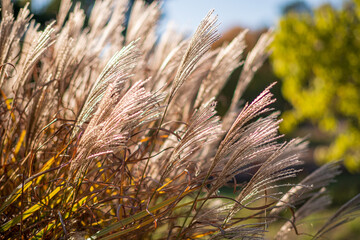 ..Miscanthus sinensis "Cute One" in the garden
