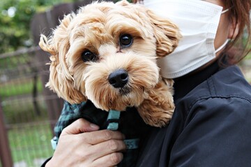 공원에사뛰어노는강아지입니다