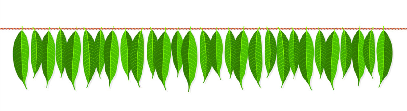 Indian Traditional Mango Leaves Garland. Decoration for Indian Hindu Auspicious Occasion