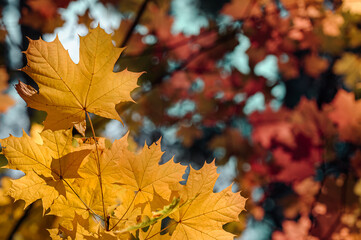 Autumn leaves of maple tree on blurred nature background. Shallow focus. Fall bokeh.