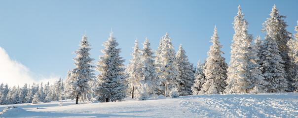 amazing winter landscape with snowy fir trees
