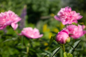 Pink fresh peonies buds in the summer garden at the sunny day, selective focus. Bright congratulations on the holiday. Natural floral background. Peonies growing on bush shot at close range.