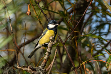 Obraz premium Great Tit (Parus major) portrait of an Eurasian bird perched on a tree branch which is a common yellow and black garden songbird found in the UK and Europe, stock photo image