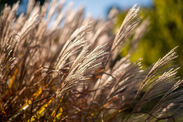 ..Miscanthus sinensis "Cute One" in the garden
