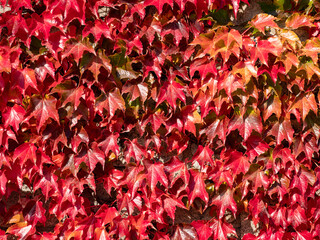 Red fire maple texture background