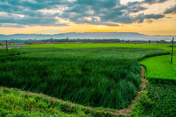 field and blue sky in Binh Dinh, Viêt Nam