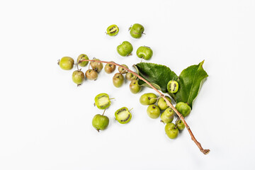 Ripe Actinidia arguta or kiwi isolated on white background