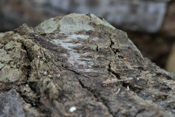 Holzbaumstamm im Herbst