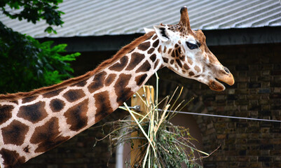 giraffe in the zoo