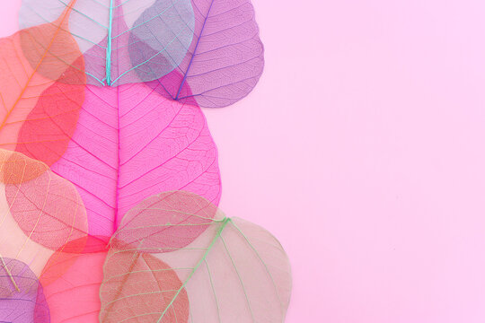 Colorful transparent and delicate leaves pastel background