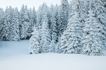 amazing winter landscape with snowy fir trees