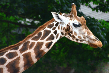 portrait of a giraffe