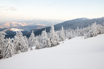 amazing winter landscape with snowy fir trees