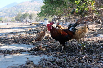 A rooster and chickens on a sandy beach covered in dry seaweed on tropical island in Timor Leste, Southeast Asia