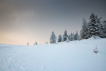 amazing winter landscape with snowy fir trees