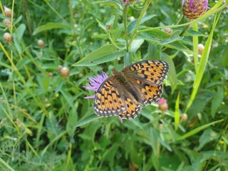 the beauties of nature, butterflies and bees on flowers, a beautiful sunny day