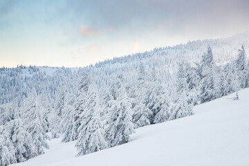 amazing winter landscape with snowy fir trees