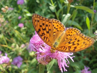 the beauties of nature, butterflies and bees on flowers, a beautiful sunny day