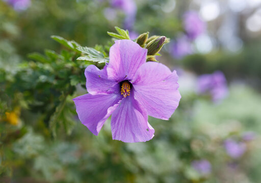 Australian Native Purple Flower With A Yellow Centre Called  (hibiscus Alyogyne Huegelii)