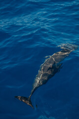 Pablo P&eacute;rez L&oacute;pez