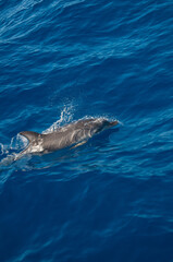 Pablo P&eacute;rez L&oacute;pez