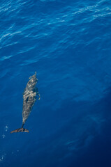 Pablo P&eacute;rez L&oacute;pez