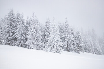 magic winter landscape with snowy fir trees