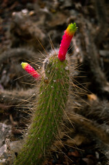 Pablo P&eacute;rez L&oacute;pez