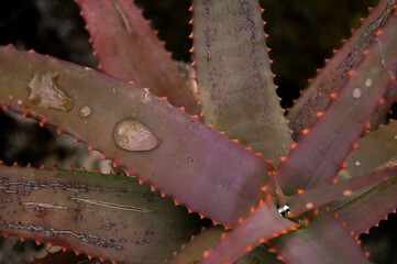 Pablo P&eacute;rez L&oacute;pez