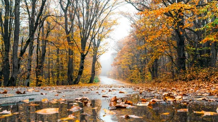 Store enrouleur Gris 2 Wet asphalt road passing through colorful autumn forest