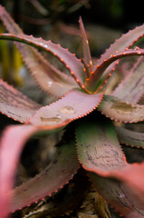 Pablo P&eacute;rez L&oacute;pez