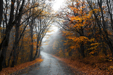 Wet asphalt road passing through colorful autumn forest