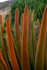 Pablo P&eacute;rez L&oacute;pez