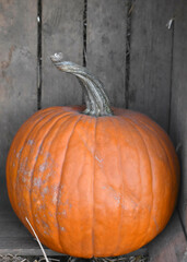 big pumpkin lie in a box at the bazaar at the autumn festival