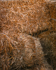 dry straw collected in sheaves at the autumn festival