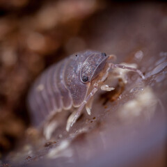 A Cubaris murina woodlouse photohraphed in captivity