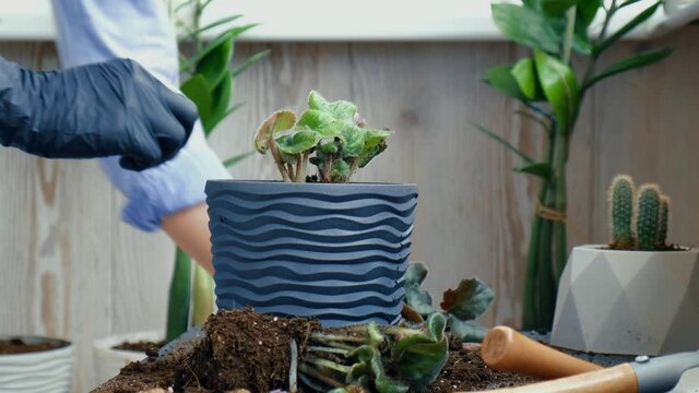 Woman gardener hands transplantion violet in a pot. Woman's hands gardener pouring the soil with a shovel. Concept of home gardening and planting flowers in pot. Potted Saintpaulia violet flowers. 