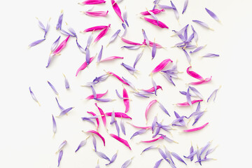 Colored petals on a white background. Aster petals on a white background. Bright background. 
