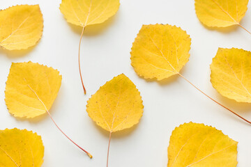 Autumn leaves on a white background. Aspen leaves on a white background. Texture from autumn leaves. 