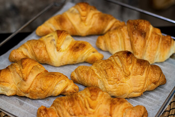 Homemade freshly baked delicious croissants lie on a baking sheet