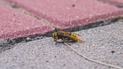 Stunned Intoxicated Crippled Wild Bee Wasp or Hornet Dying on Sidewalk Paving Flagstone	
