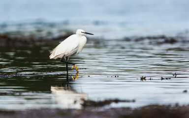 Little Egret (Egretta garzetta) in environment at low tide