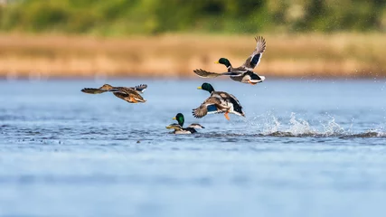Foto op Plexiglas Birds Courtship - female and males of Mallard Duck, Mallard, Anas platyrhynchos © Maciej Olszewski