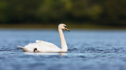Mute Swan, Swans, Cygnus olor on the water in habitat